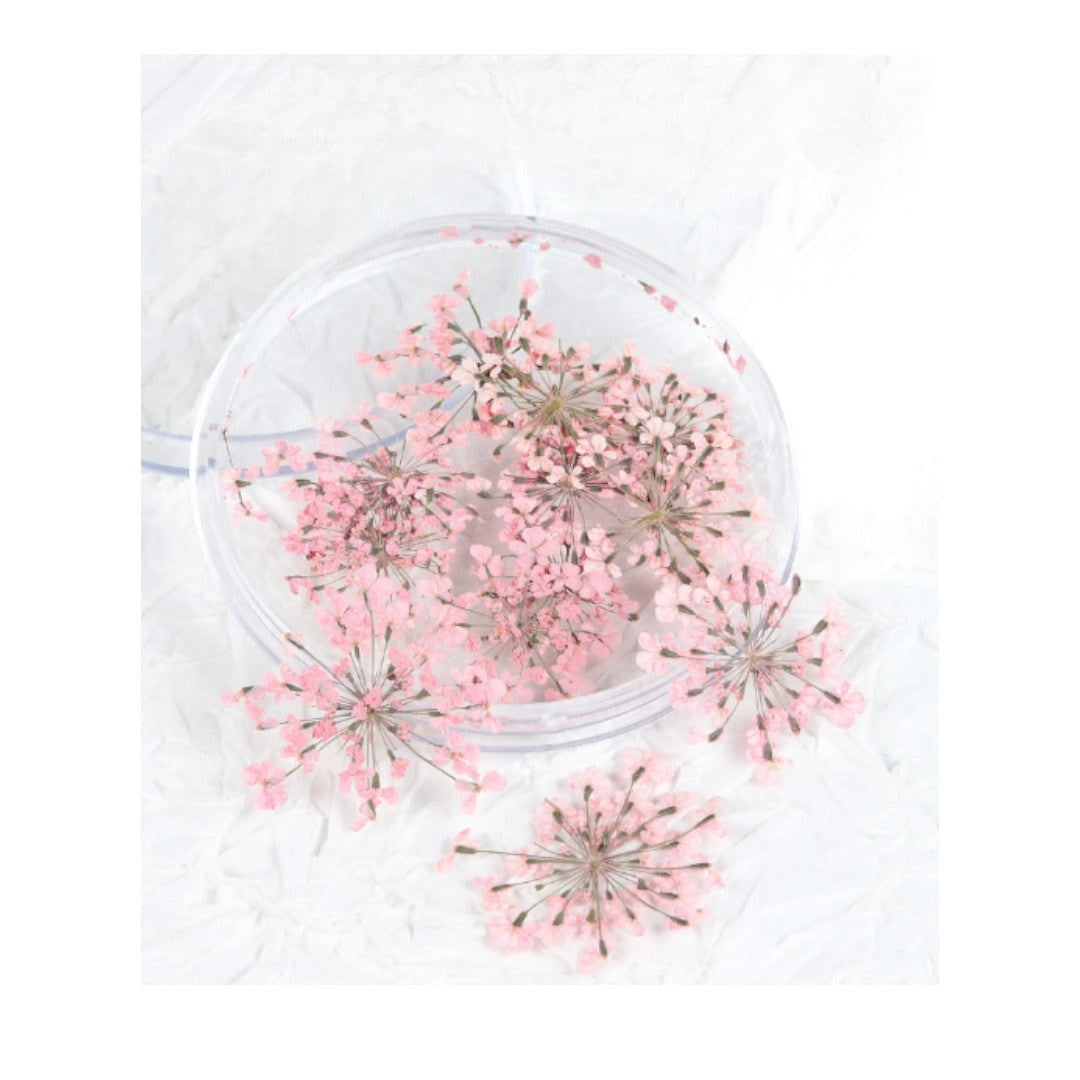 CNBS Dried Flowers - Pressed Lace